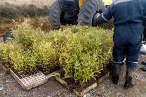 contabilización plantas